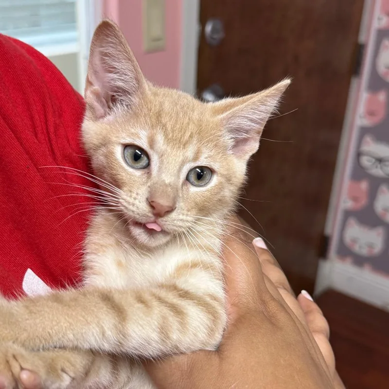 A baby small-sized male Orange / Red Domestic Short Hair cat named Trouble for adoption in Hamburg, NY