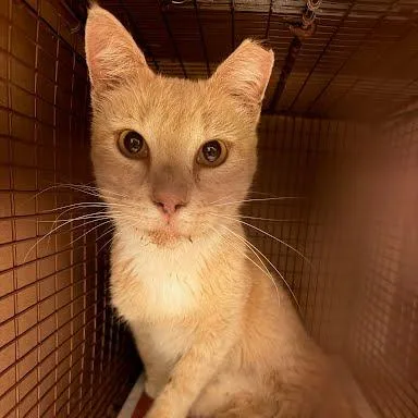 An adult medium-sized female Orange / Red Domestic Short Hair cat named Topper for adoption in Austin, TX