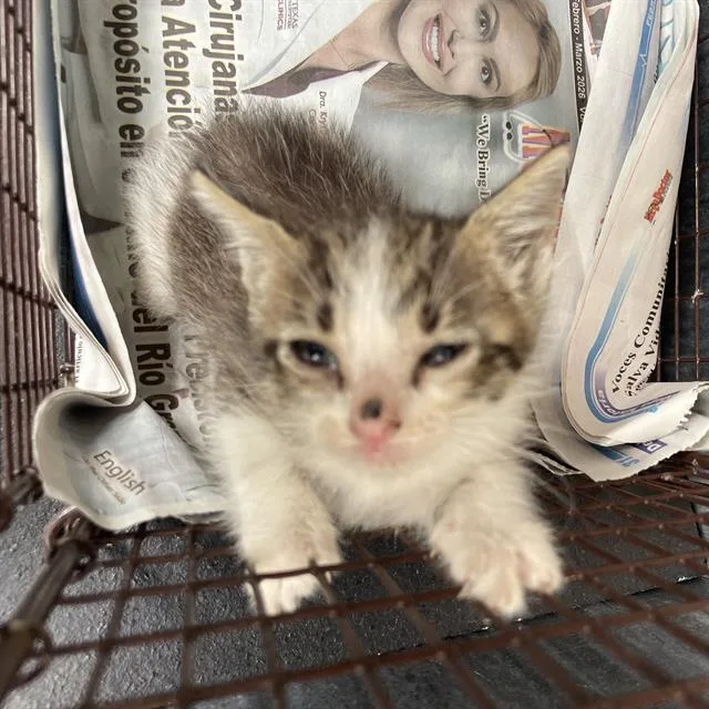 A baby small-sized female Domestic Short Hair cat named Ellie for adoption in San Antonio, TX