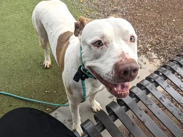 An adult large-sized male Pit Bull Terrier dog named Ranger for adoption in Phoenix, AZ