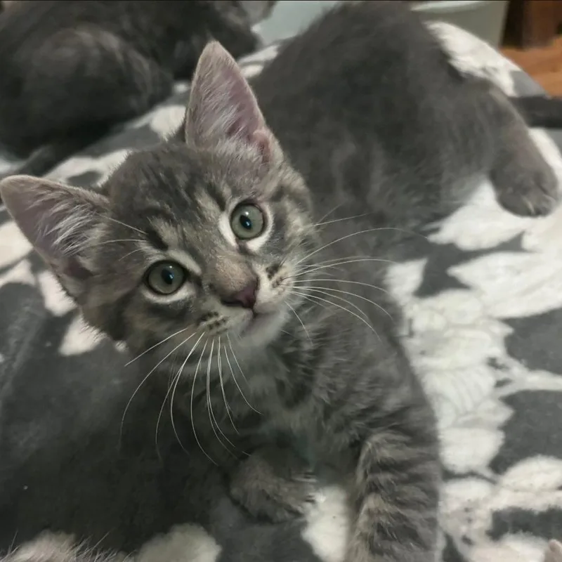 A baby medium-sized male Tabby (Gray / Blue / Silver) Tabby cat named Cato for adoption in Warr Acres, OK