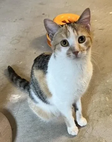 A young medium-sized female Calico Calico cat named Minka for adoption in Minneapolis, MN