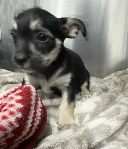 A baby small-sized female French Bulldog dog named 61804172 for adoption in El Paso, TX