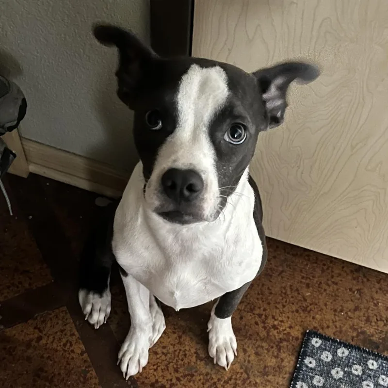 A young medium-sized female Gray / Blue / Silver Whippet dog named Maddi D for adoption in Minnetonka, MN