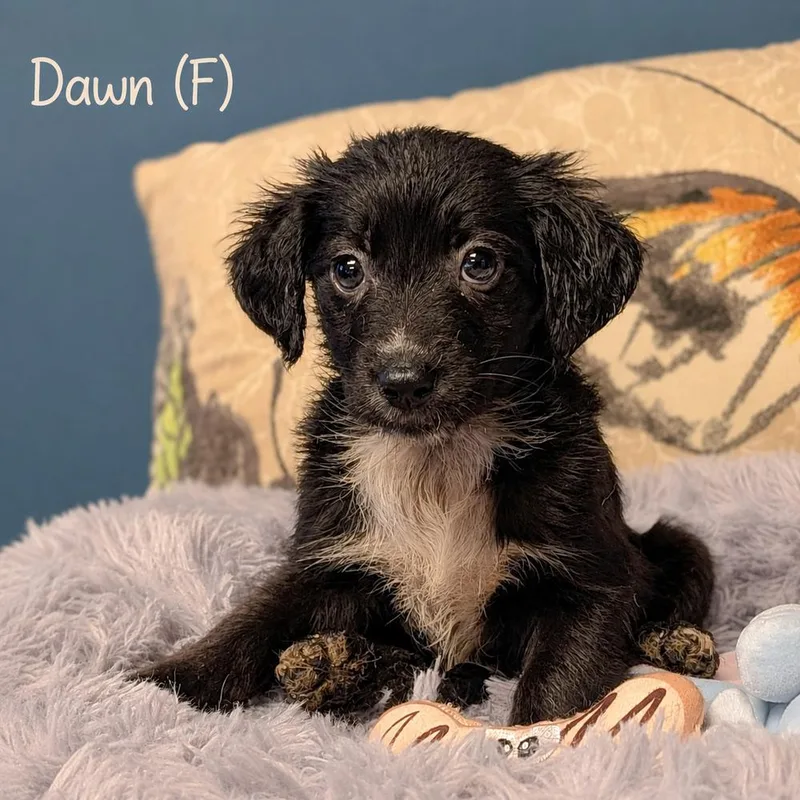 Dawn  Blytheville Litter thumbnail 2