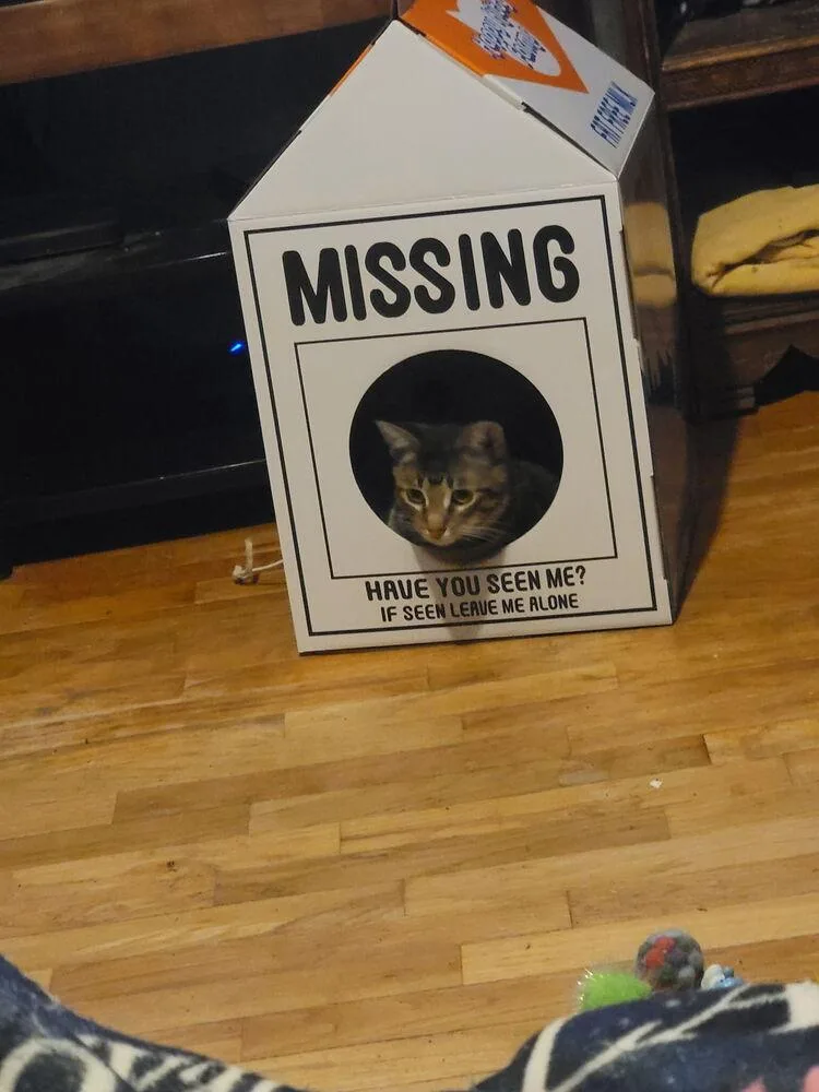 A baby small-sized female Tabby cat named Kat for adoption in Plumerville, AR