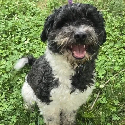 An adult small-sized male Black Miniature Poodle dog named Boba for adoption in Phoenixville, PA