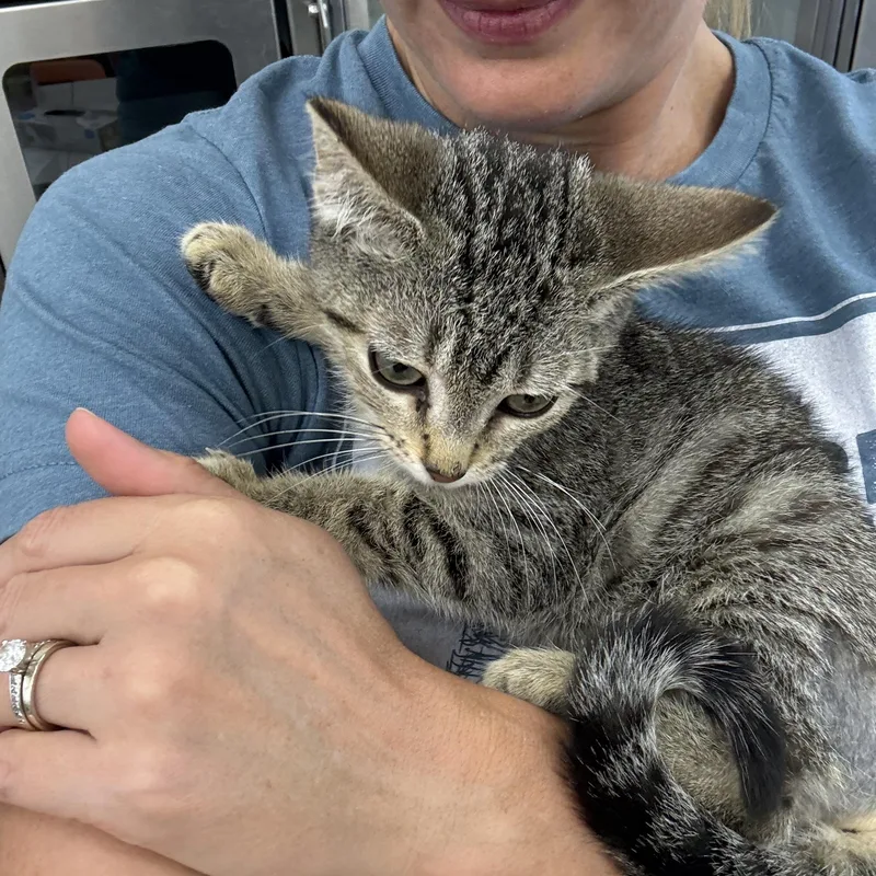 A baby large-sized male Tabby (Buff / Tan / Fawn) Domestic Short Hair cat named Curious George for adoption in Miami Beach, FL