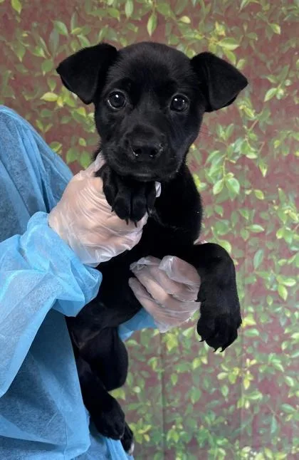 A young small-sized female Labrador Retriever dog named Salamander for adoption in San Antonio, TX