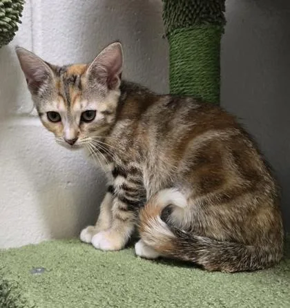 A baby small-sized female Domestic Short Hair cat named Astra for adoption in Cumming, GA