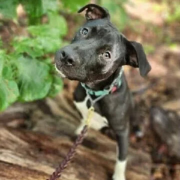 A young medium-sized male Black Mixed Breed dog named Andy for adoption in Anderson , SC