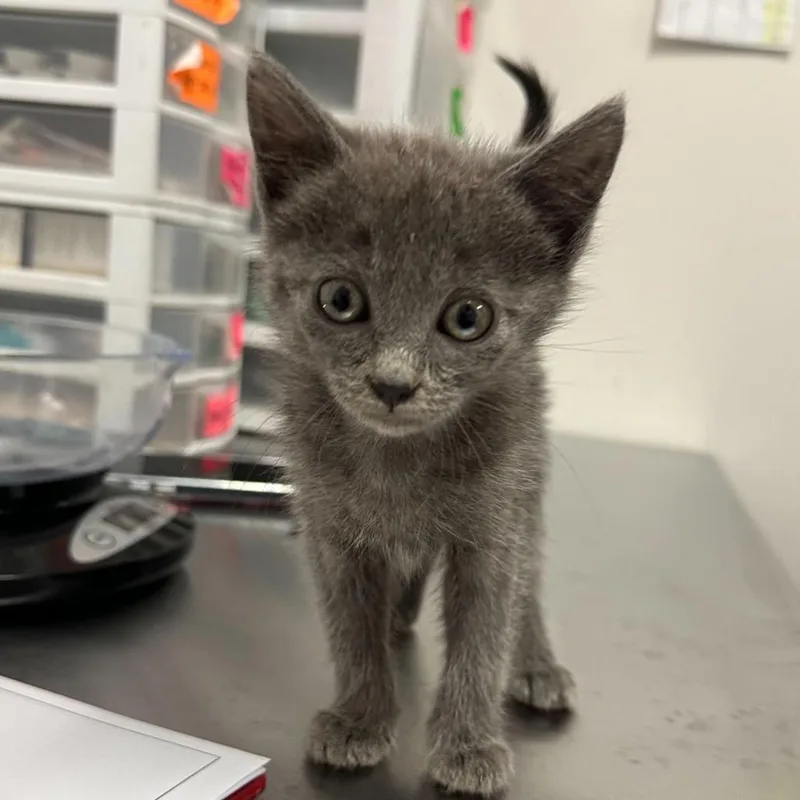 A baby small-sized female Gray / Blue / Silver Domestic Short Hair cat named Yara Grey Y for adoption in Edinburg, TX