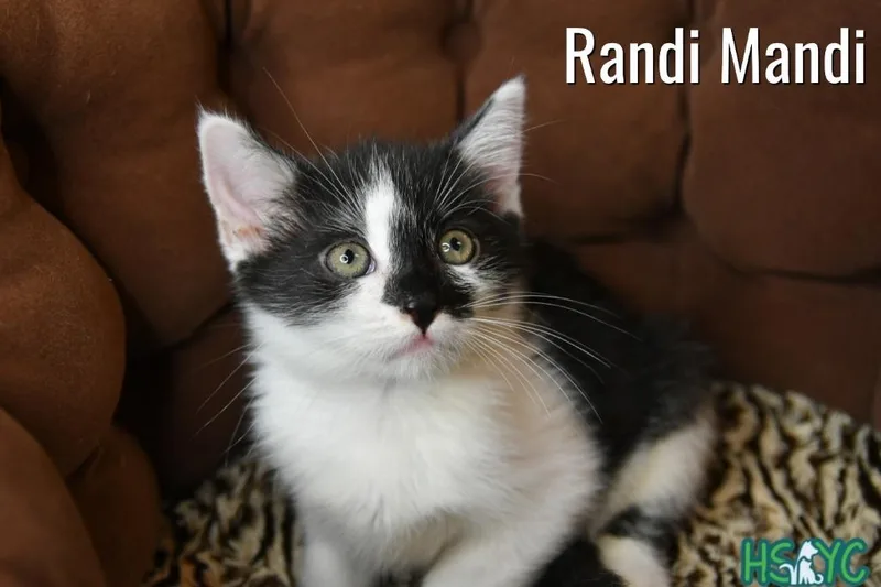 A baby medium-sized female Domestic Short Hair cat named Randi Mandi for adoption in Fort Mill, SC