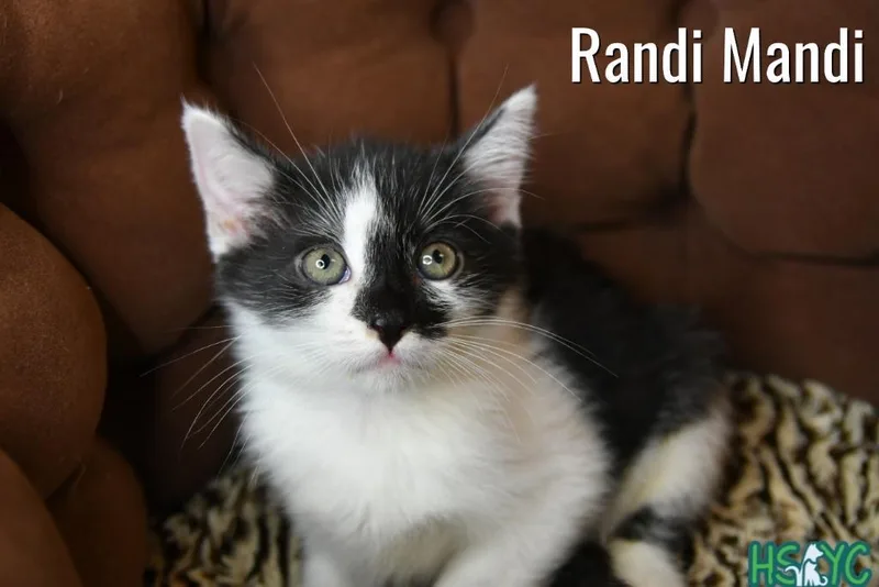 Randi Mandi thumbnail 2