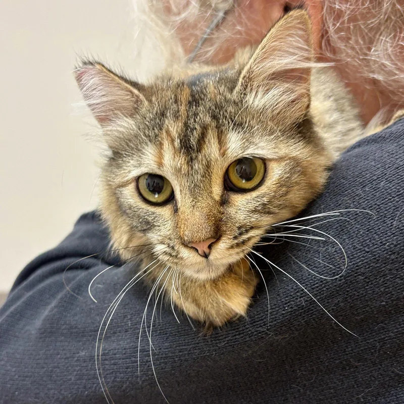 A young medium-sized female Domestic Medium Hair cat named Cedar for adoption in Sonora, CA