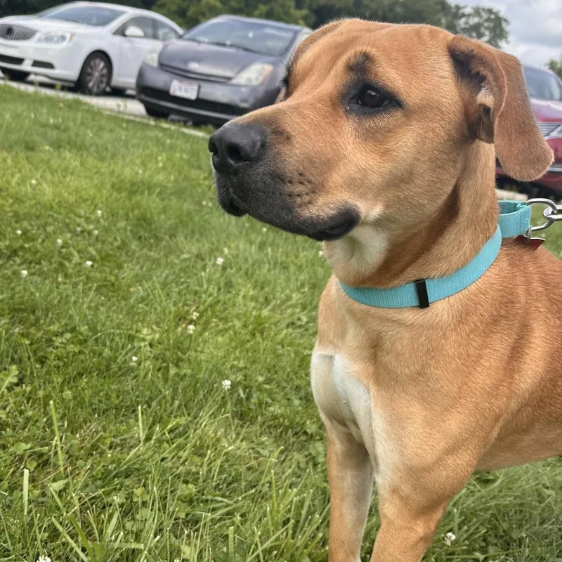 A young medium-sized female Brown / Chocolate Pit Bull Terrier dog named Shasta for adoption in Delaware, OH