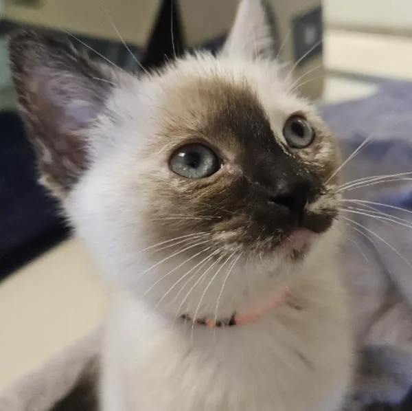 A baby small-sized female Domestic Short Hair cat named Splendor for adoption in Oakland, CA