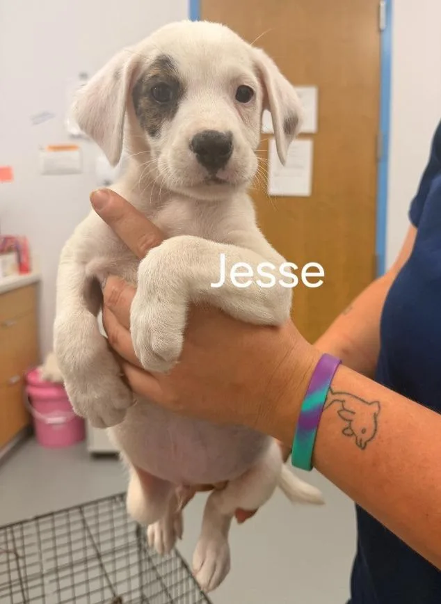A baby medium-sized male Hound dog named Jesse for adoption in Hartsville, SC