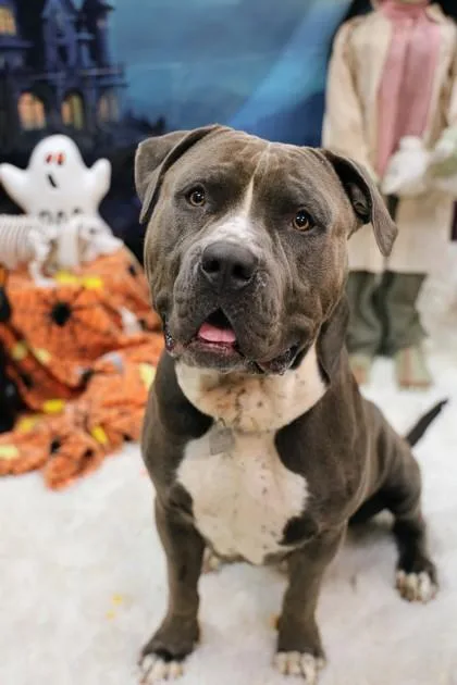 A young large-sized male Gray / Blue / Silver Mixed Breed dog named Kronk for adoption in Hamilton, OH