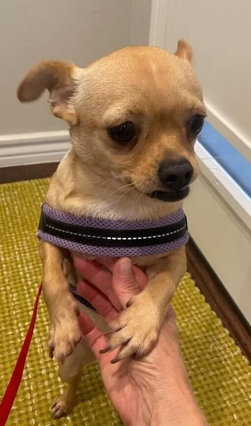 An adult small-sized female Brown / Chocolate Chihuahua dog named Blondie Nka Poppy for adoption in Dallas, TX