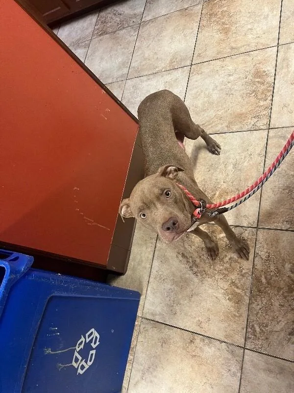 An adult medium-sized female Red / Chestnut / Orange Mixed Breed dog named Rosie Red for adoption in Cincinnati, OH