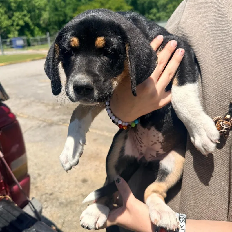 A baby small-sized female Black Mixed Breed dog named Maple for adoption in Corinth, MS