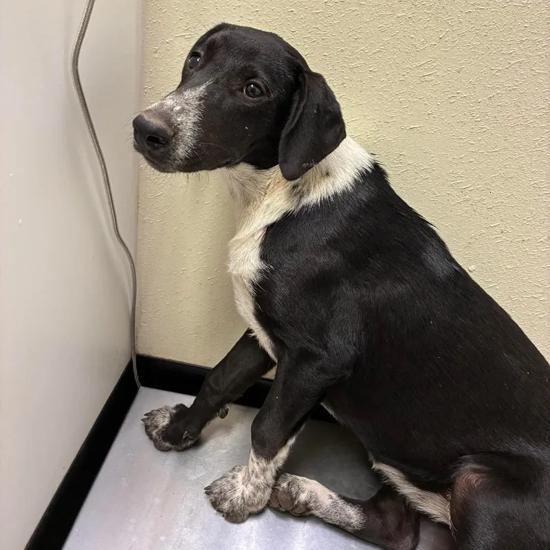 A young medium-sized female Catahoula Leopard Dog dog named Delta for adoption in Bastrop, TX