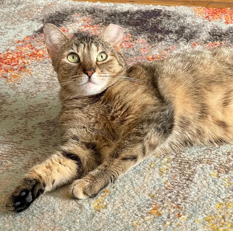 An adult small-sized female Torbie Domestic Short Hair cat named Orla for adoption in New York, NY