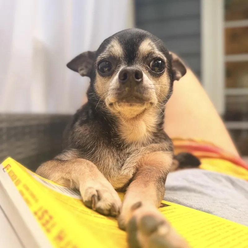 An adult small-sized male Chihuahua dog named Bowie for adoption in Hillsborough, NC