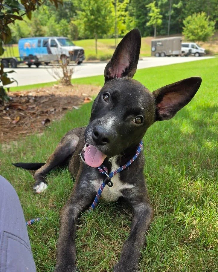A baby medium-sized male Mixed Breed dog named Ghost for adoption in Douglasville, GA