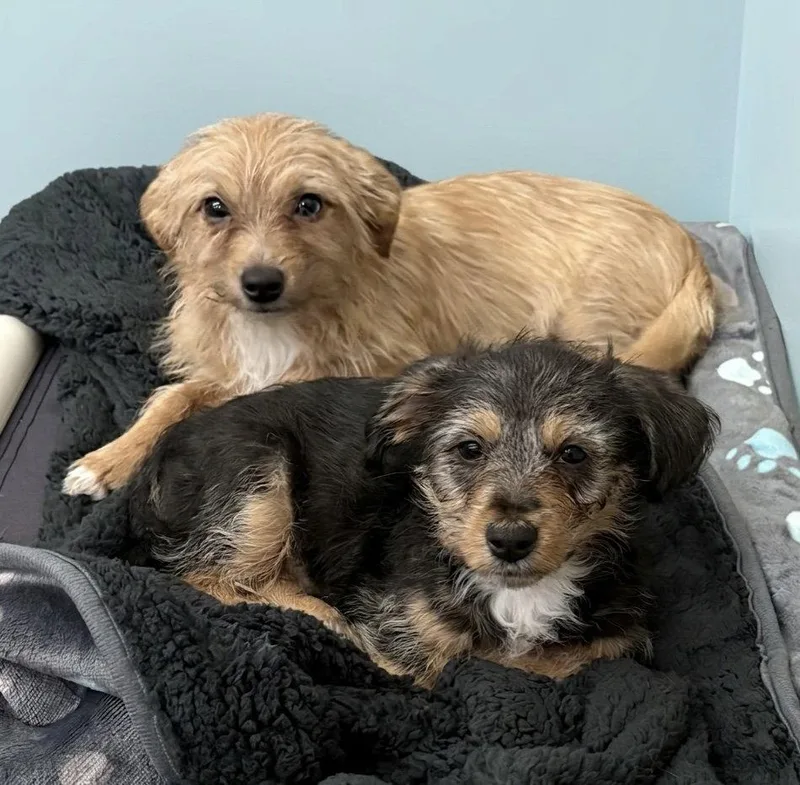 A baby medium-sized male Mixed Breed dog named David for adoption in Spring Lake, NJ