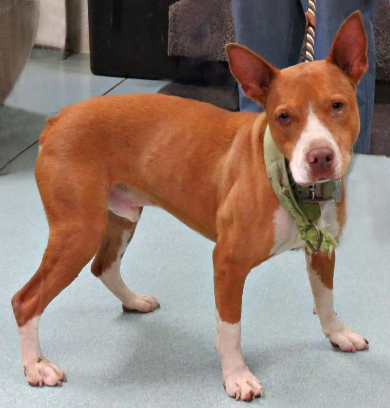 An adult medium-sized male Red / Chestnut / Orange Pit Bull Terrier dog named Radar for adoption in Lexington, VA