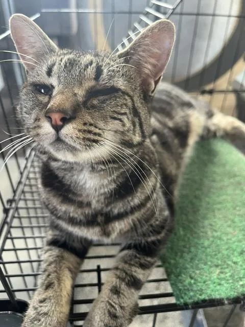A young small-sized female Brown / Chocolate Tabby cat named Miss Molly for adoption in Crescent City, FL