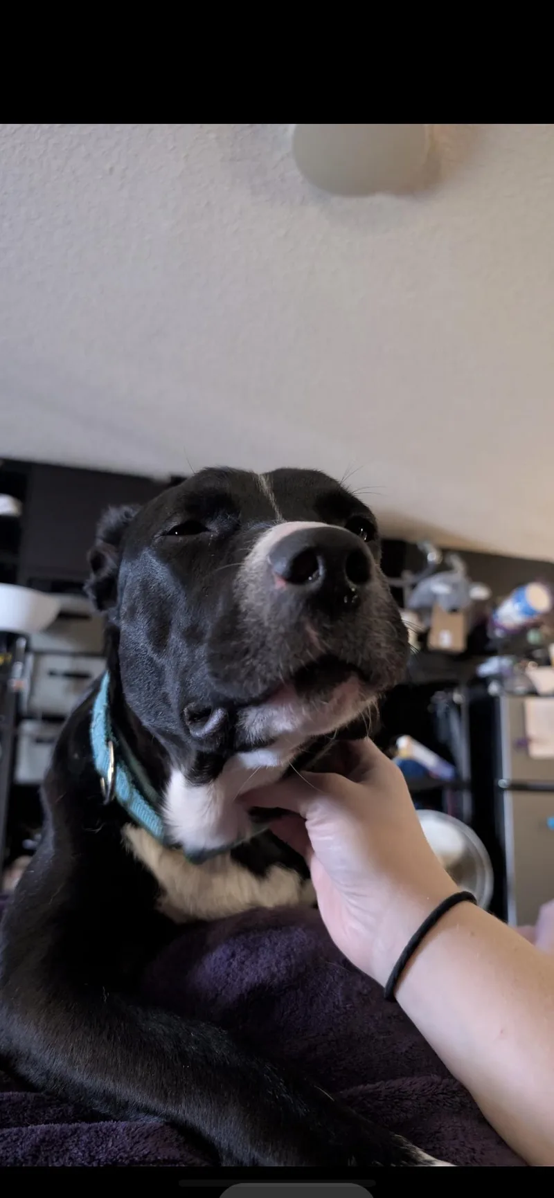 A young medium-sized male Black Border Collie dog named Lucky for adoption in Hamden, CT