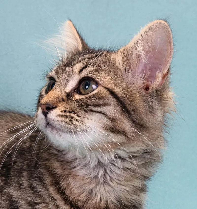 A baby medium-sized male Domestic Medium Hair cat named Musketeer for adoption in Pasadena, CA