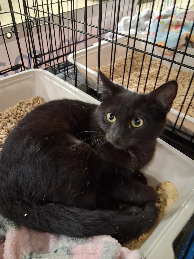 A baby small-sized male Black Domestic Short Hair cat named Layla for adoption in Deltona, FL