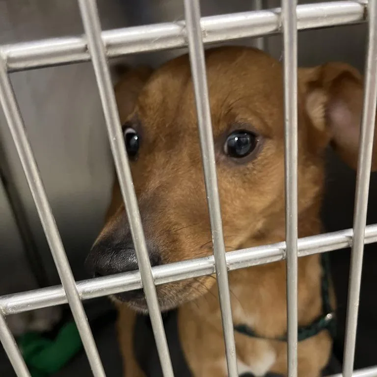 An adult medium-sized male Red / Chestnut / Orange Mixed Breed dog named Giuseppe for adoption in Matteson, IL