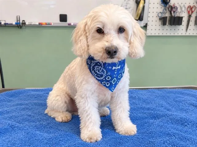 An adult small-sized male Poodle dog named Cooper for adoption in Tustin, CA