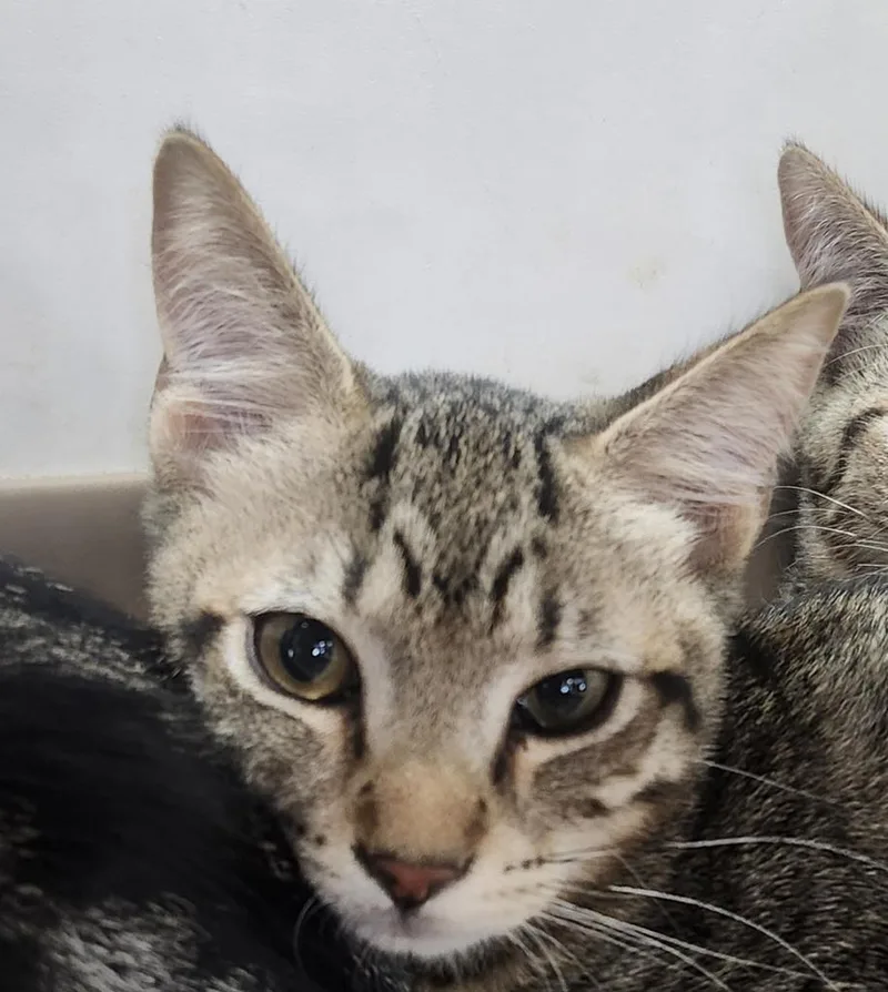 A baby medium-sized male Domestic Short Hair cat named Bruce for adoption in Peoria, AZ