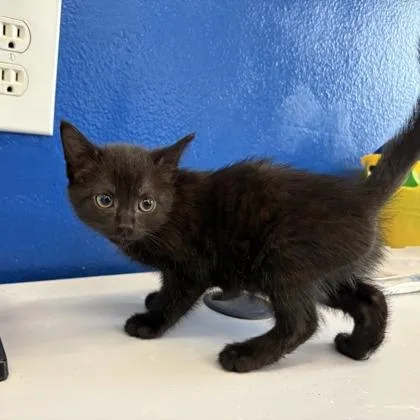 A baby medium-sized female Domestic Short Hair cat named Phantom for adoption in West Chester, PA