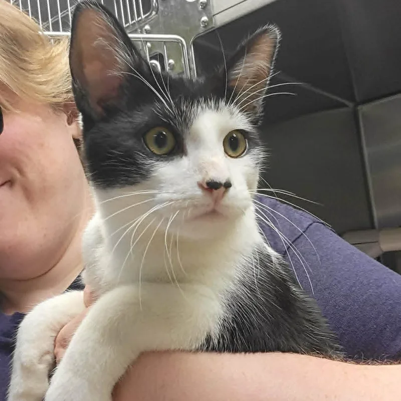 A young medium-sized male Black Domestic Short Hair cat named Chuck Wagon for adoption in Columbia, MO