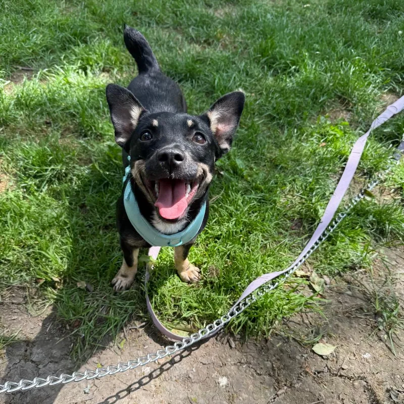 A young small-sized female Black Jack Russell Terrier dog named Poppy for adoption in Avon, OH