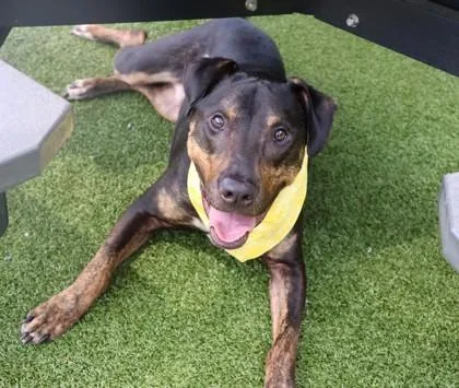 An adult large-sized male Mixed Breed dog named Bruno for adoption in Athens, GA