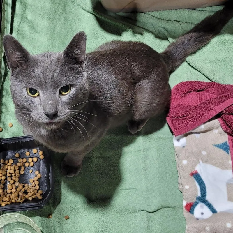Mr. Meow