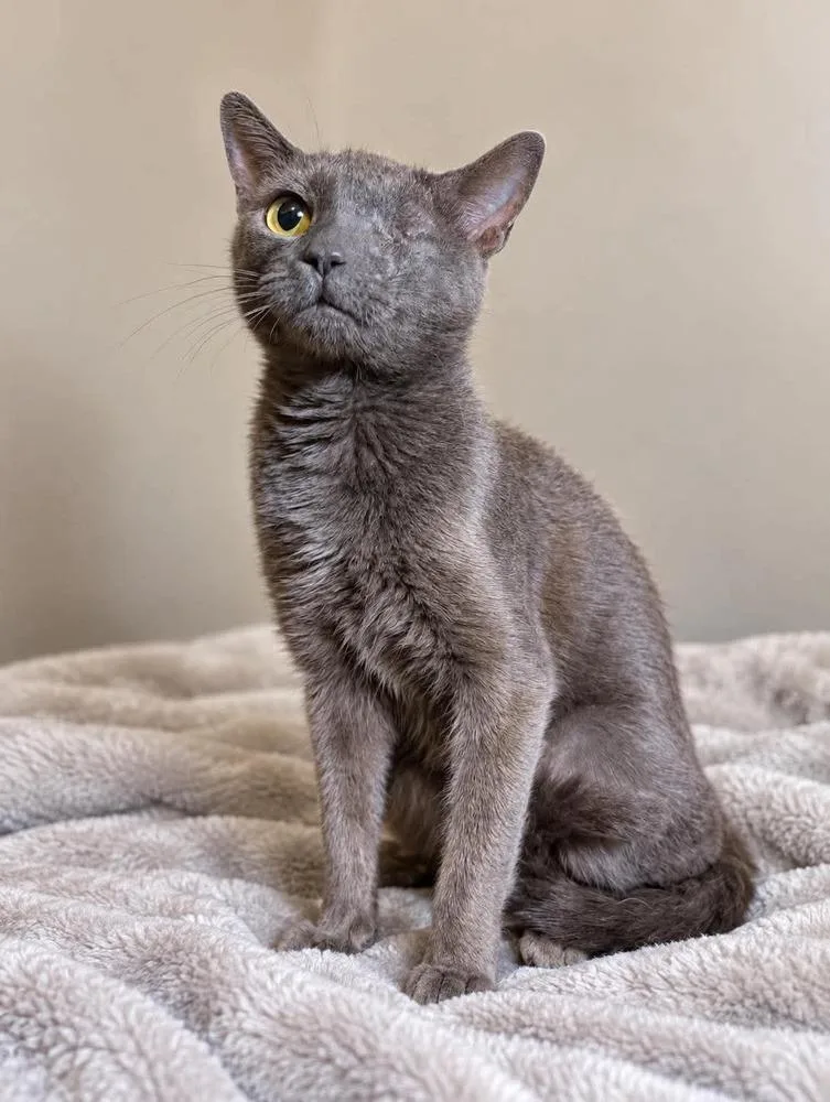 An adult medium-sized female Gray / Blue / Silver Domestic Short Hair cat named Grace for adoption in Emerald Isle, NC