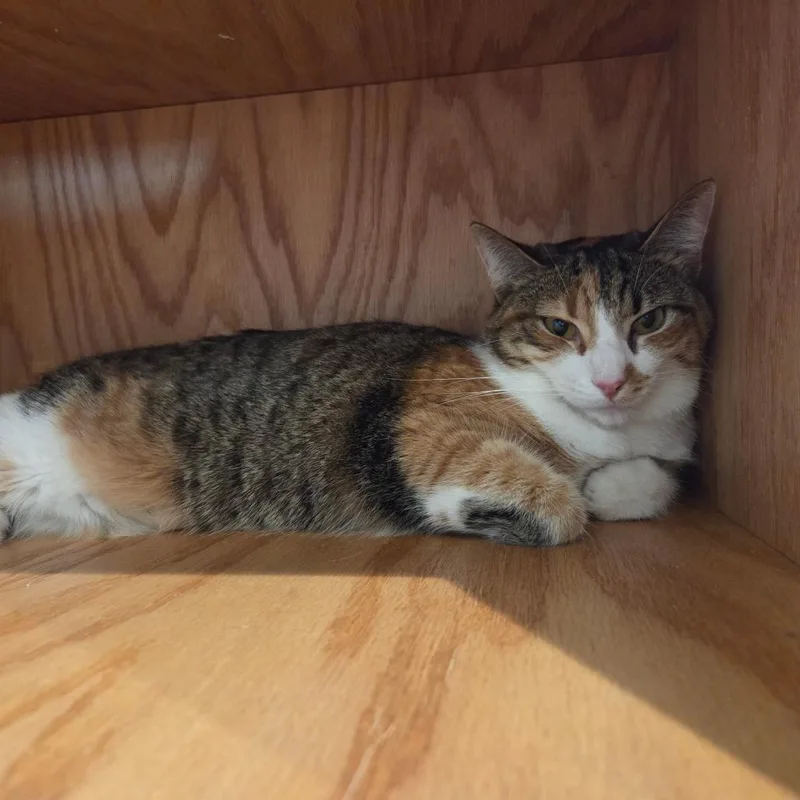 An adult medium-sized female Calico Domestic Short Hair cat named Foxy for adoption in Bentonville, AR