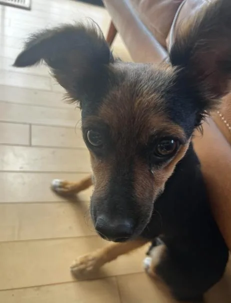 An adult small-sized female Miniature Pinscher dog named Sadie for adoption in San Diego, CA
