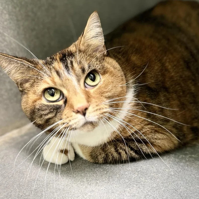 A senior large-sized female Domestic Short Hair cat named Dolly for adoption in Morris, MN