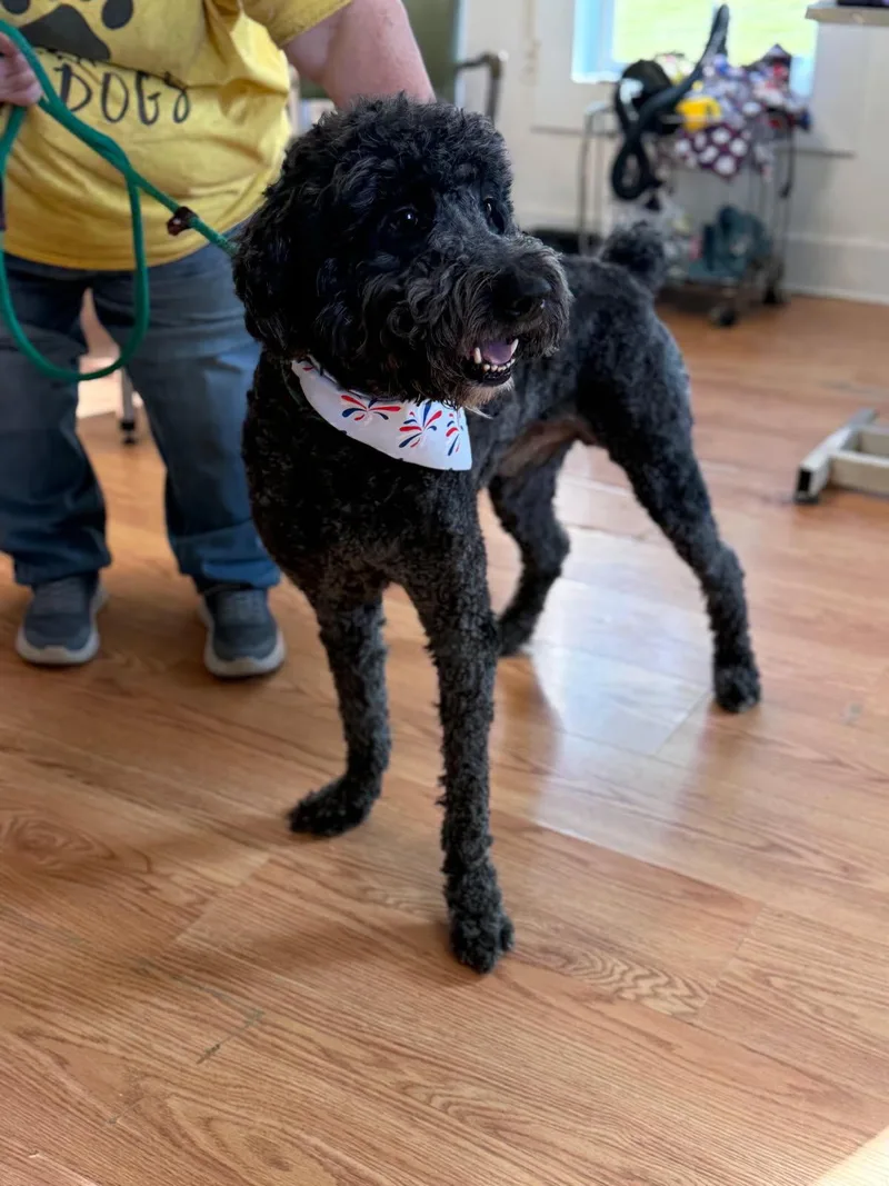 A young large-sized male Standard Poodle dog named Bear for adoption in Rolling Meadows, IL