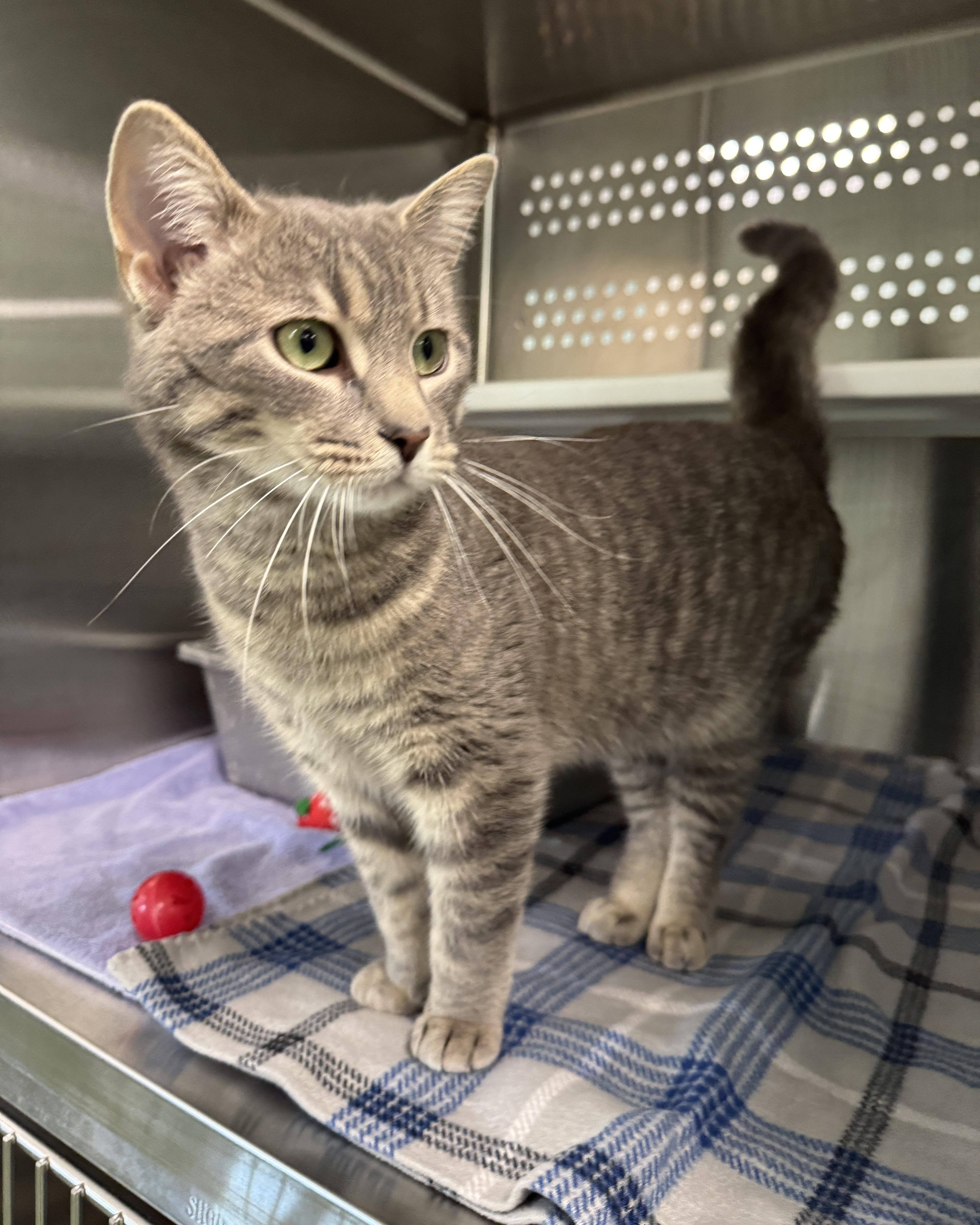A young medium-sized male Tabby (Gray / Blue / Silver) Domestic Short Hair cat named Quincy for adoption in Seneca, PA